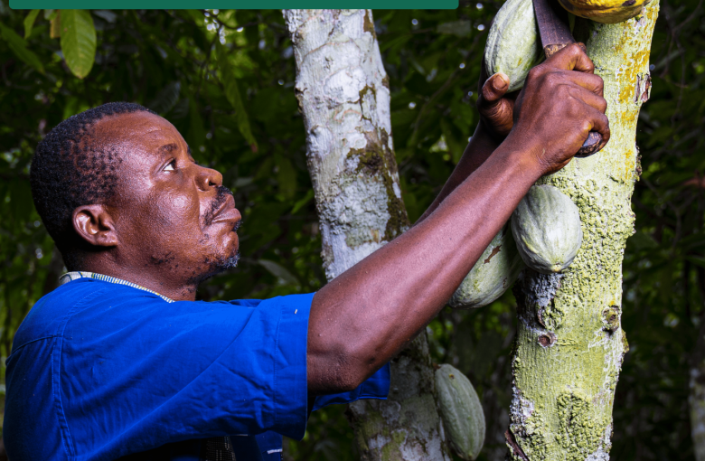 Producteur travaillant dans son champ de cacao 